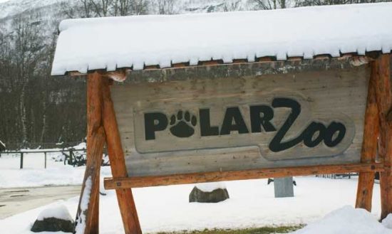 polar zoo